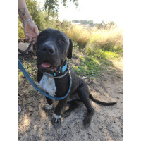 Apolo