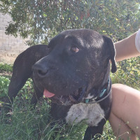 Apolo