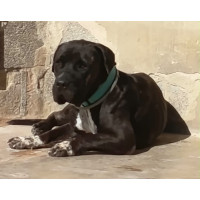 Apolo