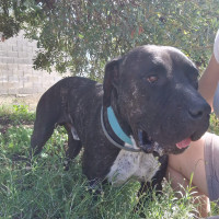 Apolo