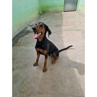 Darek