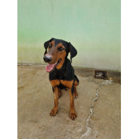 Darek