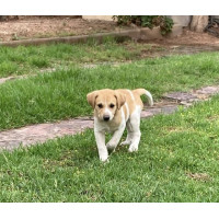 Greta