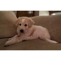 Matteo