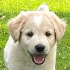 Matteo