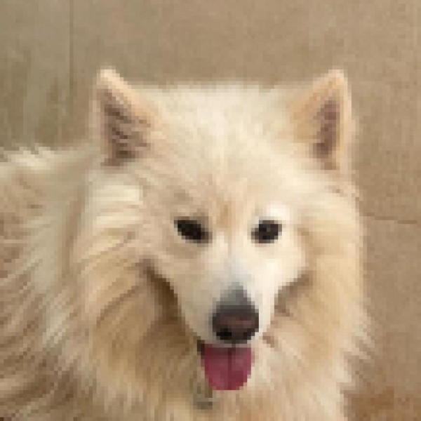 Willow